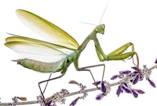 Praying Mantis (Mantis religiosa) displaying