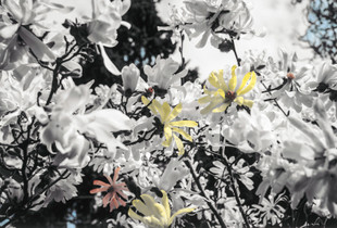 Magnolia stellata, March 2020