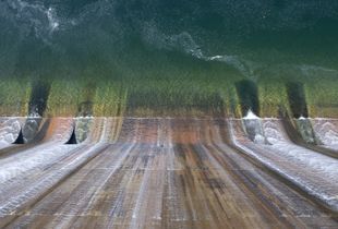 Norris © Micah Cash