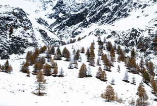 WinterGold