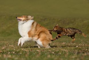 Fast and furios V