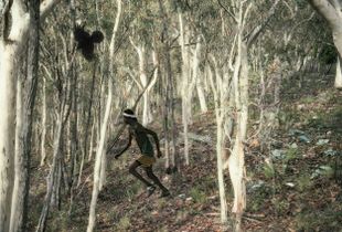 Black Birds and The Bushmen I