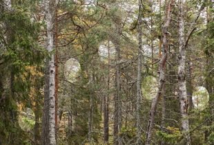 Forest Spots, Uskogstigen
