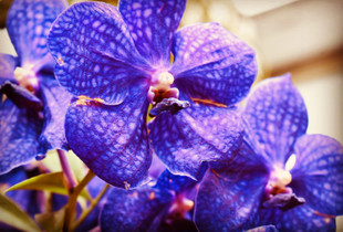 Purple Madness