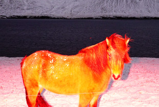 The Red Horse