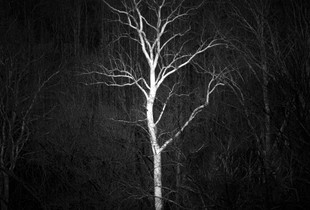 American Sycamore in White