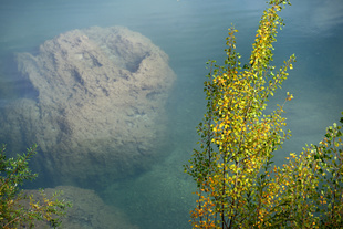 River bush