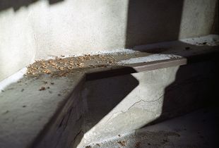 From the series "Hermitage"