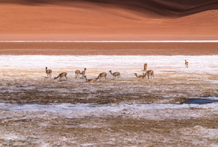 Mark Rothko and The Vicunas