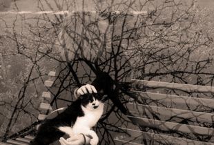 Pet therapy