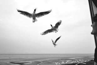Sea gulls