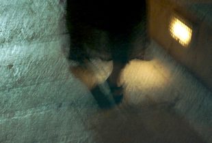 Lace© Katharine Frankel