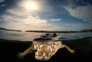 American Crocodille