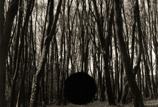 FOREST 1