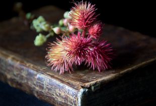 Ricinus with Book, 2016