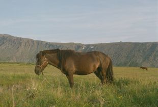 Mongolia 1