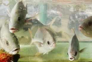 Fish looking at you