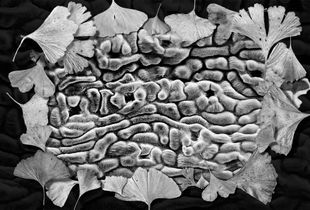 Gingko Stomata