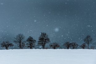 Trees in the snow