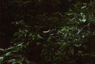 A Hidden Conversation # 1