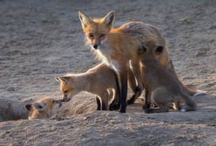 One Red Fox Kit Tries To Suckle, Another Greets A Sibling Coming Up From Den Entrance
