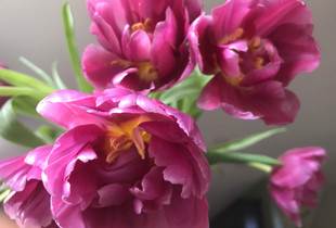 Double Peony Tulip Collection