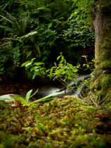 The stream in the distance