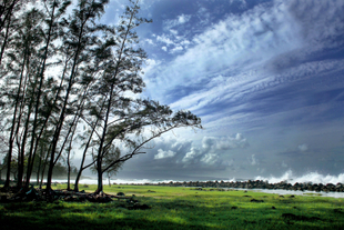 Lehia Park Daydream