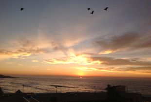 Hadedas taking flight with the sunrise