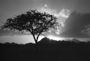 The Sun Also Rises