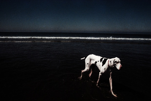 Mar de perros que ladran desiertos