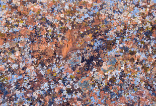 Lichens #18