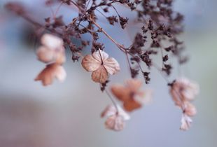 Hortensia