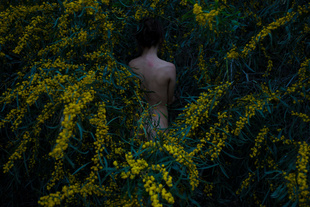 Golden Wreath Wattle