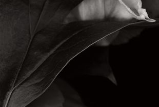 flower1