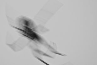 Fly
