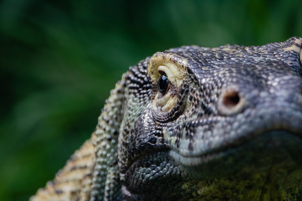 The Eye of a Dragon