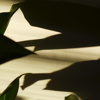 Shadow and Light