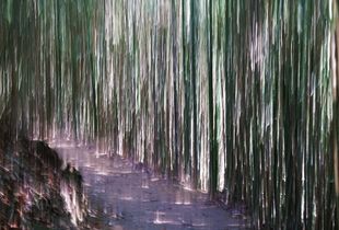 Bamboo Forest Road