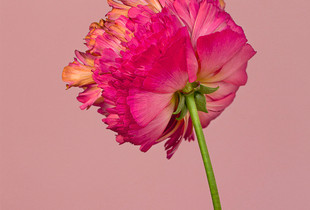 Pink lady