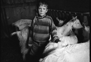 The farmer boy looking after the goats. Wintertime, Appenzell.