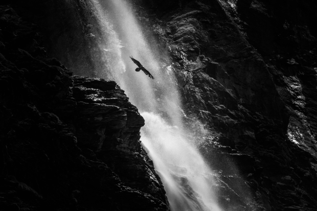 silhouette of vulture on waterfall background