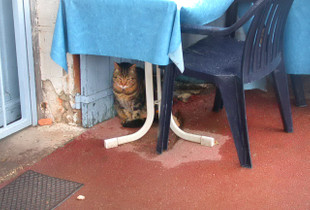 Give Me Shelter