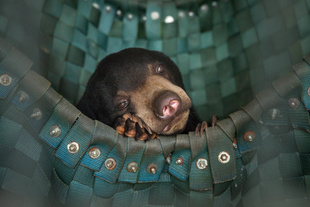 A sun bear takes a nap in one of Free The Bears’ hammocks at the Phnom Tamao Wildlife Rescue Center.
