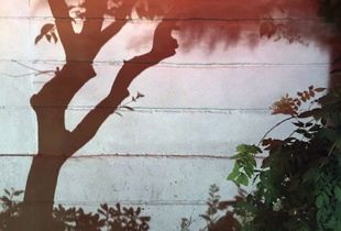 the dreamy tree