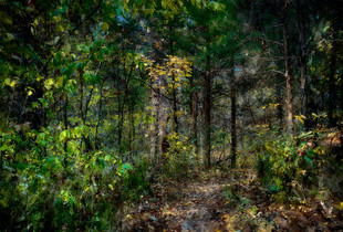 Elrod's Path