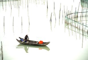 Seaweed farm.