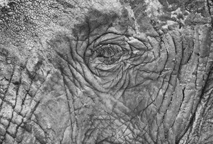 Elephant's Eye
