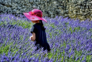 Field of dreams