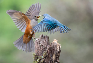 Dispute